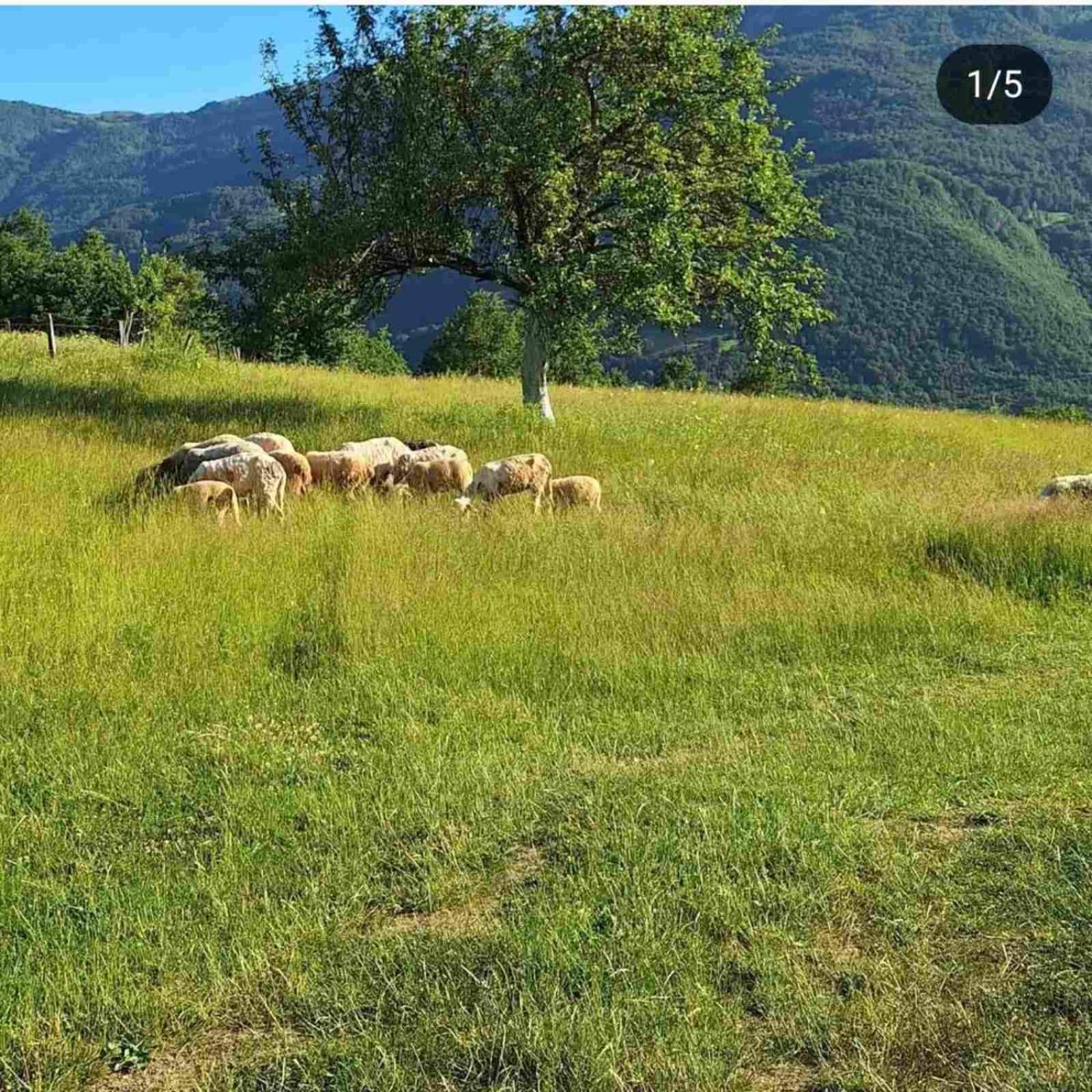 Gazdinstvo Moracanin Farm stay Mojkovac